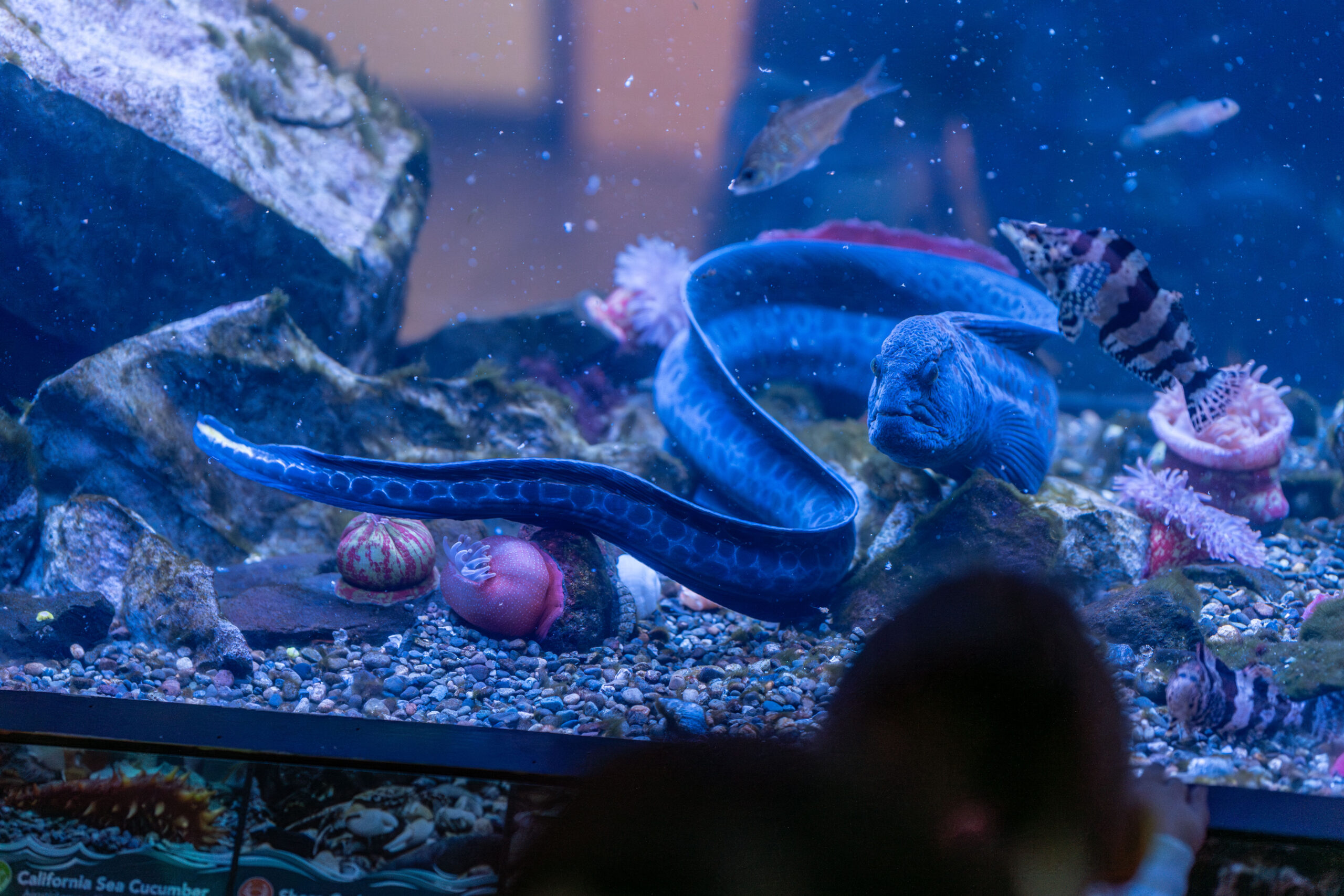 Cold Water Aquarium - Puget Sound Ecosystem