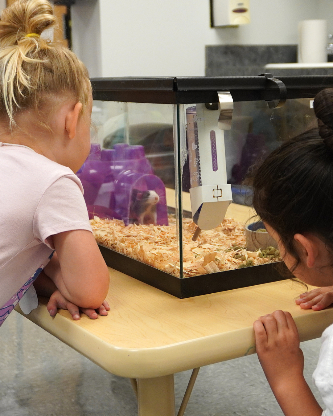 Campers looking at a small hamster